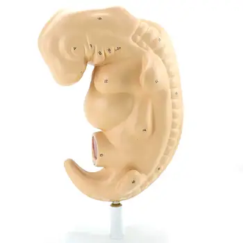 La Vida De Tamaño De 4 Semanas De Embarazo Embrión Período De Gestación Del Modelo De La Escuela De Medicina