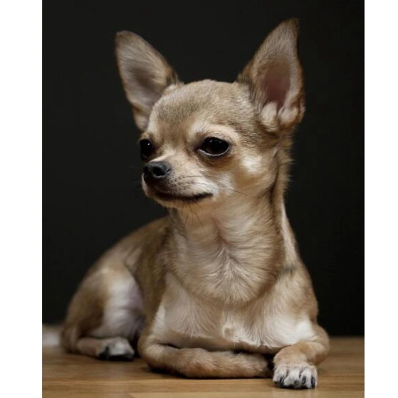 Full Diamante Redondo Bordado de Chihuahua,5D Diamante de la Pintura,el Perro de Mascota Linda Diamante Imagen De diamantes de Imitación de Decoración para el Hogar . ' - ' . 0